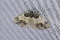 Ligdia adustata