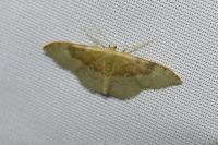 Idaea degeneraria