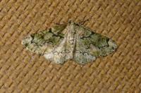 Cleorodes lichenaria