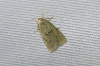 Apaidia mesogona