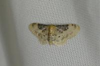Idaea filicata