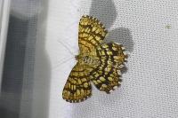 Chiasmia clathrata