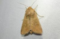 Mythimna albipuncta
