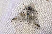 Furcula furcula
