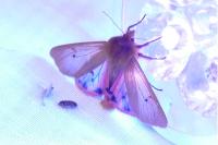 Phragmatobia fuliginosa