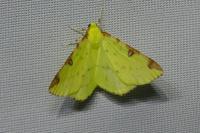 Opisthograptis luteolata