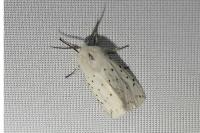 Spilosoma lubricipeda