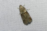Acrobasis consociella