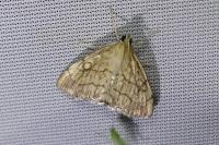 Evergestis pallidata