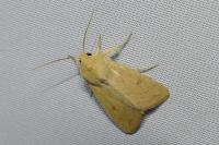 Mythimna vitellina