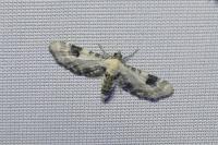 Eupithecia centaureata