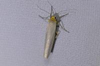 Eilema caniola