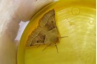 Crocallis elinguaria