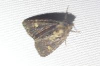 Mesapamea secalella/secalis