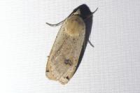 Noctua pronuba