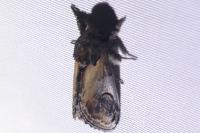 Notodonta ziczac