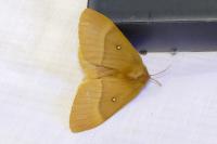 Lasiocampa quercus
