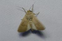 Hoplodrina ambigua