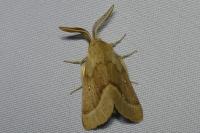 Lasiocampa trifolii