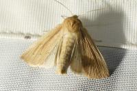 Mythimna straminea