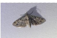 Gymnoscelis rufifasciata