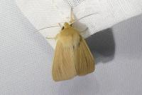 Mythimna pallens