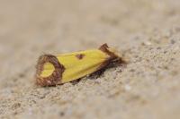 Agapeta zoegana