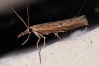 Pediasia contaminella