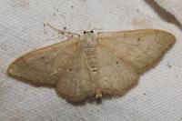 Idaea straminata