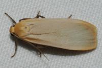 Katha depressa