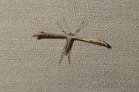Emmelina argoteles/monodactyla