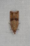 Celypha striana