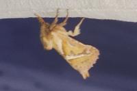 Triodia sylvina