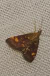 Pyrausta aurata