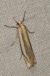 Crambus pascuella