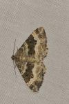 Epirrhoe alternata