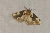Thyatira batis