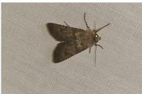 Agrotis segetum