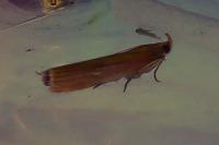 Oncocera semirubella