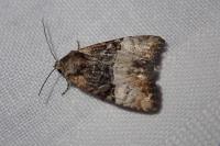 Mesoligia furuncula