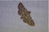 Gymnoscelis rufifasciata