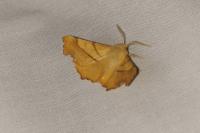 Ennomos fuscantaria