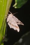 Macaria alternata