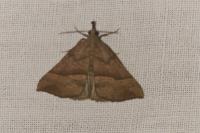 Hypena proboscidalis