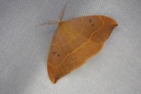 Watsonalla binaria