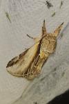 Pheosia tremula
