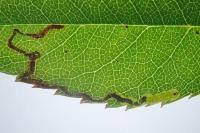 Stigmella anomalella