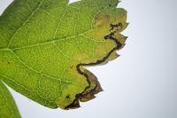 Stigmella regiella
