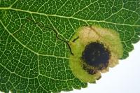 Stigmella plagicolella