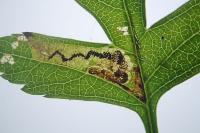 Stigmella perpygmaeella